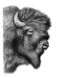 American Bison By Greg Joens Bison Art Buffalo Art Print American Bison