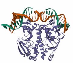 Actin And Myosin Yb | Ppt