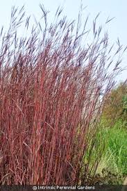 Image result for Andropogon