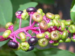 Image result for Phytolaccaceae