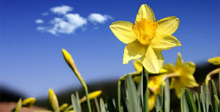 Одновременно это еще и символ самовлюбленности, холодной красоты, эгоизма. U Kazhdoj Iz Chastej Velikobritanii Est Svoj Cvetochnyj Simvol Za Kotorym Stoit Interesnaya Istoriya Ili Legenda