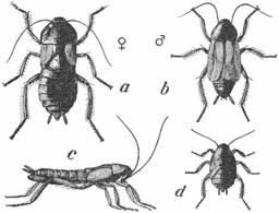 Sunt cea mai larga specie de gandaci comuni si pot creste pana la o lungime de 3 cm. Gandac Negru De BucÄƒtÄƒrie Wikipedia