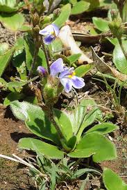 Image result for Craterostigma newtonii