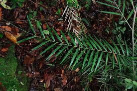 Image result for Virectaria major