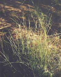 Image result for Hemarthria