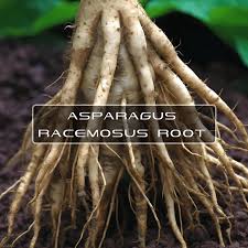 Image result for Asparagus racemosus