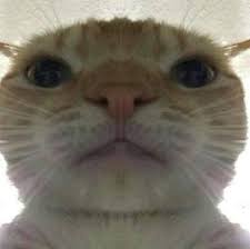 Retarded Pics On Instagram Oh No The Lord Has Come Again Funny Animal Memes Cute Funny Animals Animal Memes