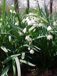 Did you scroll all this way to get facts about large white bulb? Best Bulbs
