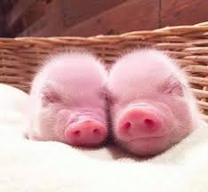 Pigs For Sale Mn Craigslist Butcher Baby Pigs Lovers Facebook