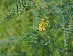 Image result for Sesbania