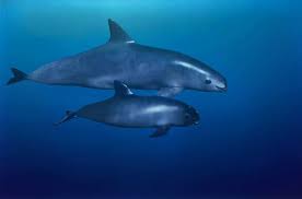 Vaquita marina | este pequeño cetáceo puede llegar a extinguirse. Grupo Que Busca Proteger A La Vaquita Marina Sufre Nuevo Ataque En Mexico Ecologia Noticias El Universo