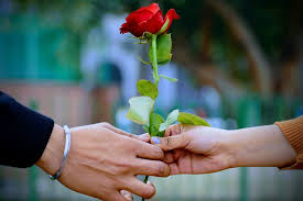 Browse millions of popular wallpaper wallpapers and ringtones on zedge and personalize your phone to suit you. 350 Love Rose Pictures Download Free Images Stock Photos On Unsplash