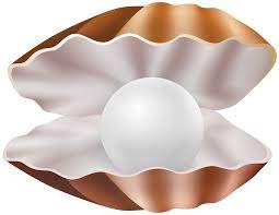 There are 361 clam shell clipart for sale on etsy, and they cost $6.86 on average. Clam Shell Png Clipart Gallery Yopriceville High Quality Images And Transparent Png Free Clipart