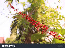 Image result for Tiliacora