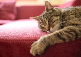 Cats may sleep on their backs to warm their bellies & maximize surface area sun rays hit. 4 Odd Cat Sleeping Habits Explained