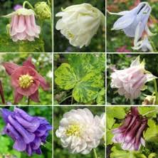 Image result for Aquilegia pompom mix