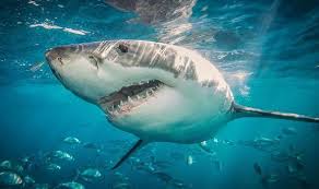 In 2019, drone footage captured a great white shark swimming. Moroggz3zphtlm