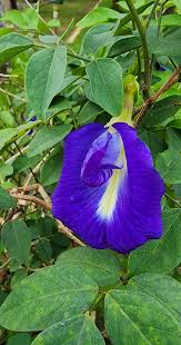 Image result for Clitoria ternatea