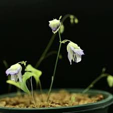 Image result for Utricularia appendiculata