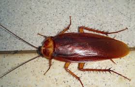 Check spelling or type a new query. 2 Ingredient Homemade Cockroach Bait Safe Non Toxic Recipe