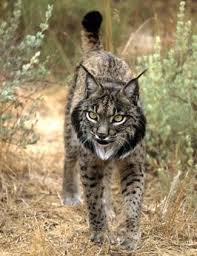 The Lynx Effect One Woman S Quest To Save A Species Wild Cats Animals Animals Beautiful