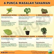 Baja ini diletak pada 29/09/2013 dengan menggunakan baja 16/16/16. Tips Pokok Sihat Posts Facebook