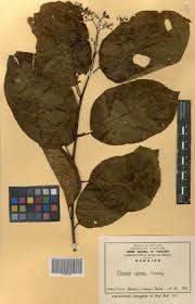 Image result for Ehretia cymosa