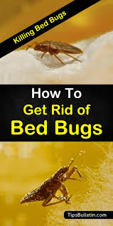 Once you have gotten rid of bed bugs, there are also some measures you can take to prevent future infestations. 22 Highly Effective Ways To Get Rid Of Bed Bugs