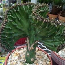 Euphorbia lactea 'cristata' coral cactus, crested elkhorn, crested euphorbia calling 'cristata' a cactus is a misnomer, as it is actually two succulents grafted. Photo Of Elkhorn Euphorbia Lactea Cristata Coral Cactus Garden Org