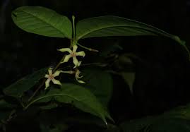 Image result for Malouetia