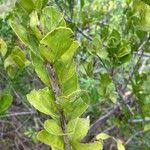 Image result for Crossopetalum