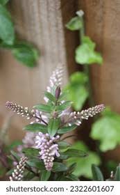 Image result for shrubby veronica hebe