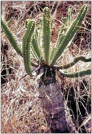 Image result for Cynanchum mulanjense