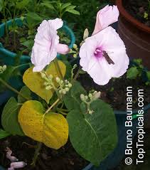Image result for Ipomoea carnea