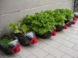 Biasanya kebun vertikal dilakukan pada tanaman hias, tetapi jenis kebun ini bisa diterapkan pada tanaman sayur. Cara Mudah Membuat Kebun Mini Ala Anak Kost