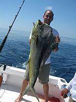 Share on facebook share on pinterest share by email more sharing options. Mahi Mahi Wikipedia