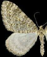 Image result for Entephria polata