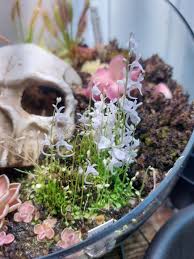 Image result for Utricularia scandens