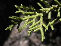 Image result for Cupressaceae