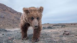 The most famous of all extinct animals credit: Gobi Bears Saving The Rare And Incredibly Hardy Animals From Extinction