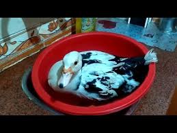 We did not find results for: Ø§Ù…Ø±Ø§Ø© ØªØ°Ø¨Ø­ Ø§Ù„Ø¨Ø· Mp4 3gp Flv Mp3 Video Indir