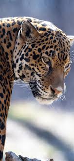Los datos sobre la ubicación de los animales se obtendrá cada hora, lo que ayudará a mejorar los planes e iniciativas de conservación de la especie. Zoo Animal Jaguar Look Back 1242x2688 Iphone 11 Pro Xs Max Wallpaper Background Picture Image