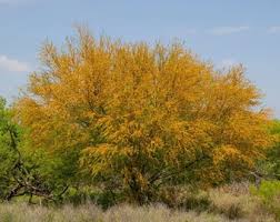 Image result for Acacia erioloba