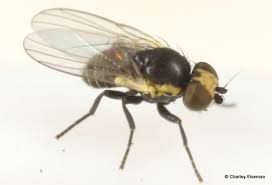 Image result for Scrobipalpula diffluella