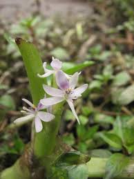Image result for Heteranthera
