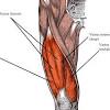 Healthy muscular structure and bones. 1