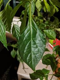 Learn how to distinguish plants by their leaves. How To Identify Unknown Chili Plant Gardening Landscaping Stack Exchange
