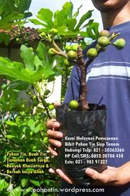 Berbalik kepada cerita tunas pokok tin. Cara Mendapatkan Buah Tin Jual Pohon Tin 0852 30788 450