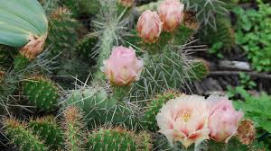 Cacti and succulents thrive with good light sources, and it is best to place cacti and succulents in a bright place. Growing Cactus In Nashville Melinda Myers