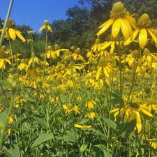Image result for Rudbeckia laciniata